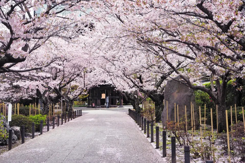 🏞️ 겐지산 공원(겐지야마 코엔) 이미지 1